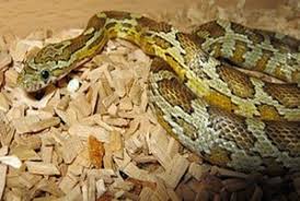 27 Beautiful Corn Snake Morphs With Pictures Prices