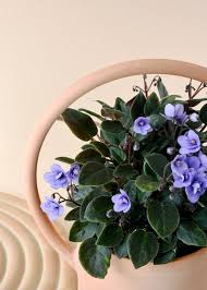 The leaves are hairy and fleshy, with long, brittle stalks. This African Violet Has Shiny Velvet Leaves And Purple Flowers