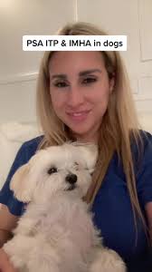 Bradley Billingsley Dog Video