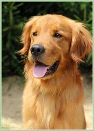 Petfinder has helped more than 25 million pets find their families through adoption. Golden Retriever Rescue Resource Toledo Dog Adoptions Golden Retriever Golden Retriever Rescue Golden Retriever Adoption