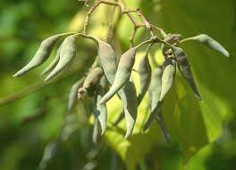 Image result for Firmiana