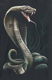 Fate Or Destiny On Hold Zhiquiang Are You Mad At Me Chapter 7 Cobra Tattoo King Cobra Tattoo Snake Drawing