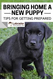Bringing Home A New Puppy Tips For Getting Prepared New Puppy Labrador Puppy Training Puppy Training