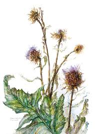 Image result for Cynara cardunculus