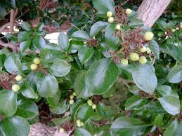 Image result for Volkameria glabra