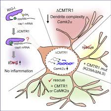 Only with the commitment of our. Cmtr1 Catalyzed 2 O Ribose Methylation Controls Neuronal Development By Regulating Camk2a Expression Independent Of Rig I Signaling Sciencedirect