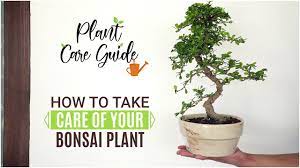 I guess he actually set them on fire for super realism. How To Take Care Of Your Bonsai Plant Plant Care Guide Youtube