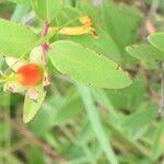 Image result for Hypericum aethiopicum