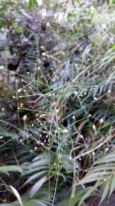 Image result for Isachne mauritiana