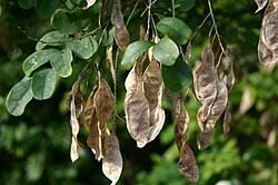 Image result for Calpurnia