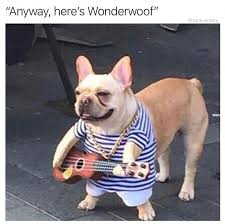 Just 20 Of The Funniest Dog Memes We Saw This Week Funny Animals Funny Animal Pictures Funny Dogs