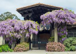 But we'll keep an keen eye on the updates. Wisteria Hysteria Berkeley Breaks Out In Beautiful Show Of Seasonal Color