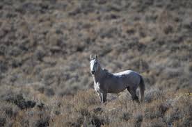 Are there still wild horses. History Of America S Wild Horses American Wild Horse Campaign