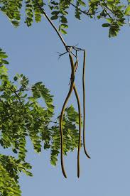 Image result for Cassia abbreviata