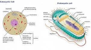 Maybe you would like to learn more about one of these? Prokaryotes And Eukaryotes Difference Between Prokaryotic And Eukaryotic Cells And Similarities Jotscroll