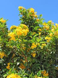 Image result for Allamanda schottii