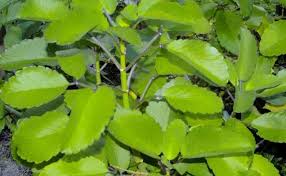 Image result for Bryophyllum pinnatum