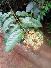 Image result for Harungana madagascariensis