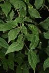 Image result for Erythrococca kirkii