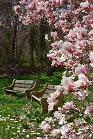 Epingle Par Alexandra Haschi Sur Primavera Arbre Fleuri Jardins Et Banc Jardin