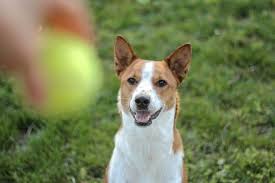 Apr 10, 2021 · while there are basenji puppies for as low as $1,000, you'd be better off calculating with the. Basenji Dog Breed Info Pictures Care Guide Temperament Traits Pet Keen