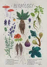 Check spelling or type a new query. Harry Potter Magical Plants Cartazes Vintage Copias Botanicas Ilustracoes