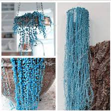 Check spelling or type a new query. Mudflower String Of Pearls Real And Fake