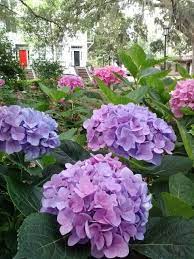 Pin By Visit Savannah On Gardens Flowers And Greenery In Savannah Hydrangea Bloom Garden Whimsy Savannah Chat