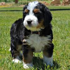 50% bernese mountain dog, 50% poodle. Bernese Crossed With Poodle Online