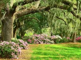Soon Forsyth Park Will Be Painted In Colorful Shades Of Pink White And Red As The Azaleas Bloom Savannah Chat Forsyth Park Places To Go