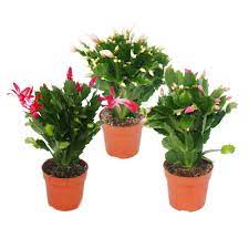 Find inspiration at our craft store in west lebanon, new hampshire. Christmas Cactus Schlumbergera Set Of 3 Plants Buy Online In Lebanon At Lebanon Desertcart Com Productid 96529020