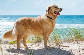 Developed in the 1860's, this breed is still one of the most popular breeds to have as a family pet. How Fast Does A Golden Retriever S Hair Grow All Golden Retriever