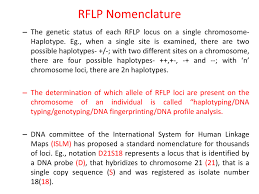 A restriction fragment length polymorphism is defined by the existence of alternative alleles associated with restriction fragments that differ an rflp is demonstrated whenever the southern blot pattern obtained with one individual is different from the one obtained with another individual. Restriction Fragment Length Polymorphism Powerpoint Slides