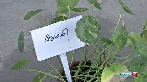 Daun pegaga 1000 low all: Brahmi Vallarai Keerai Used To Increase Your Memory Power Poovali News7 Tamil Youtube