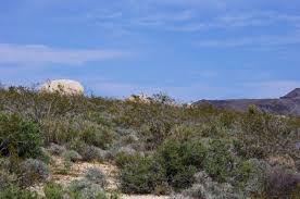 Image result for Lycium schizocalyx