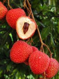 China is the main producer of lychees, followed by india, other countries in southeast asia, the indian subcontinent, madagascar and south africa. Lychee Tree Sweetheart Variety Air Layered