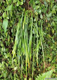 Image result for Vittaria