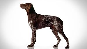 German Shorthaired Pointer Dog Breed Selector Animal Planet