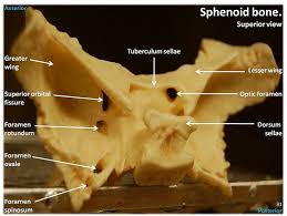 The labeled sphenoid bone views below depict various substructures. 15 Sphenoid Bone Ideas Anatomy And Physiology Human Anatomy And Physiology Anatomy