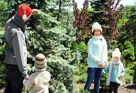 Enjoy picking up your own christmas tree at these fabulous christmas trees farms. The 10 Best Christmas Tree Farms In Texas