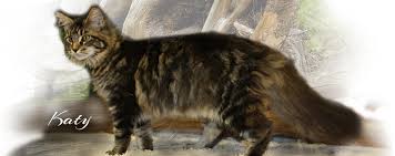 Do you dream of owning your very own maine coon cat? Maine Coon Cats Usa From Colossal Cats Tampa Florida