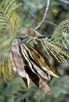 Image result for Acacia ataxacantha
