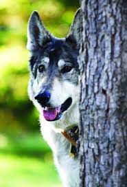 Pin On Dogs In The News
