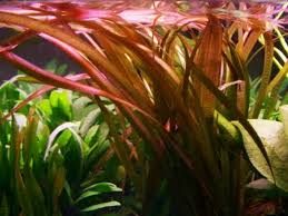 Image result for Vallisneria