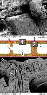 Check spelling or type a new query. Nanocrystals As Phenotypic Expression Of Genotypes An Example In Coralline Red Algae Science Advances