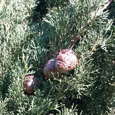 Image result for Cupressus sempervirens