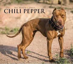 pin by bobby victorious on bull breeds american pitbull terrier pitbull terrier pitbull dog