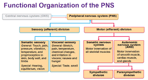 What Is The Function Of The Sensory Division Of The