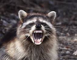 Raccoon With An Attitude Yawning Animals Animals Raccoon Attack
