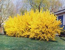 Caring For The Forsythia Bush Garden Shrubs Flowering Bushes Forsythia Bush